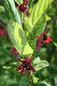 Wild Mountain Berries