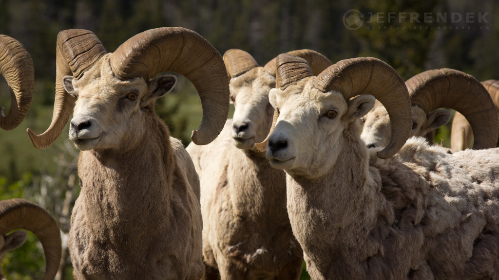 Mountain Sheep in Waterton National Park Alberta